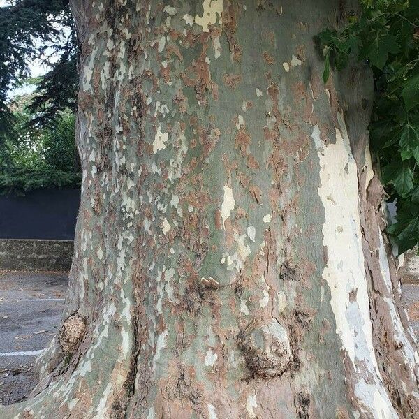 Platanus x hispanica Кора