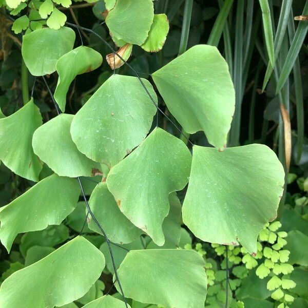 Adiantum peruvianum Leaf