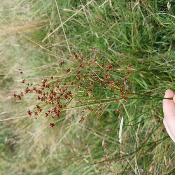 Juncus acutiflorus Кветка