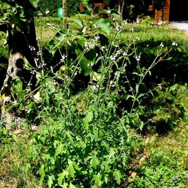 Verbena officinalis Elinympäristö