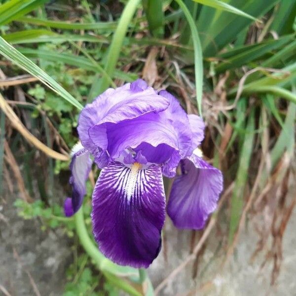 Iris × germanica Flower