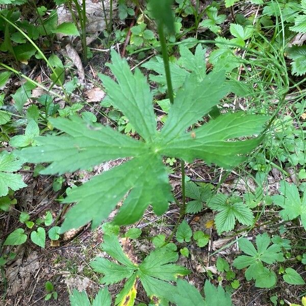 Astrantia major Lapas