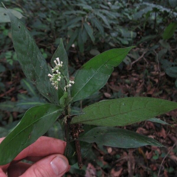 Psychotria schweinfurthii Buveinė