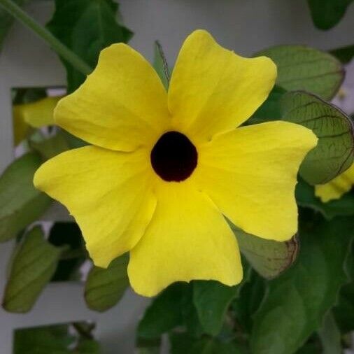 Thunbergia alata Flower