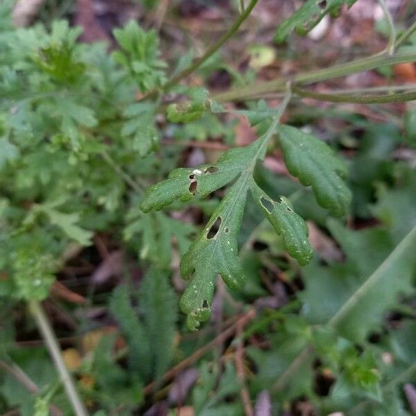 Tanacetum parthenium برگ