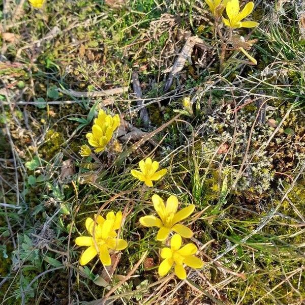 Gagea bohemica Flors