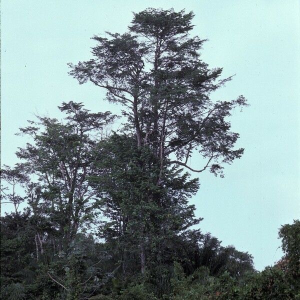 Symphonia globulifera Hàbitat