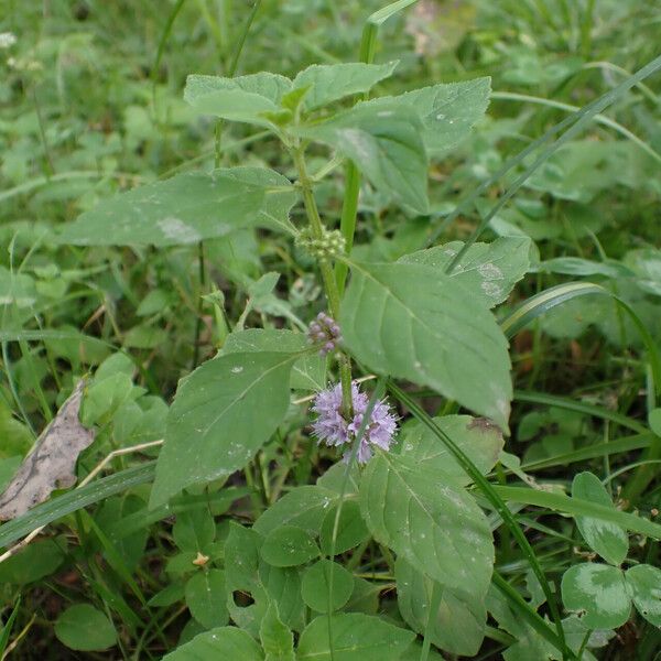 Mentha arvensis Habitus