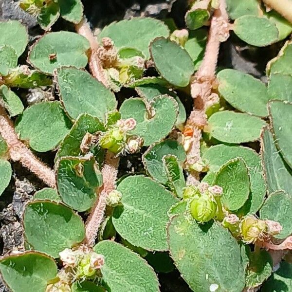 Euphorbia prostrata Hedelmä