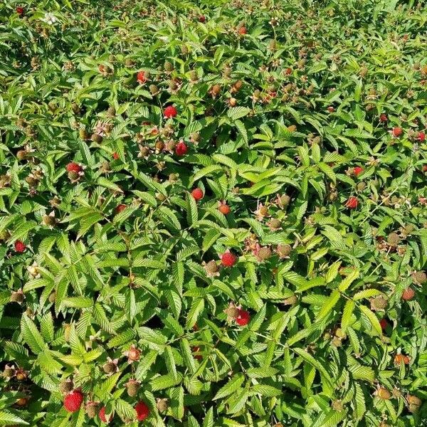 Rubus illecebrosus (Strawberry raspberry)