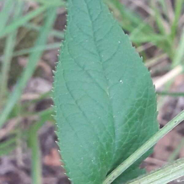 Scrophularia nodosa Fuelha