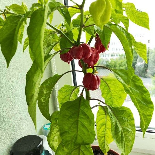 Capsicum chinense Lehti