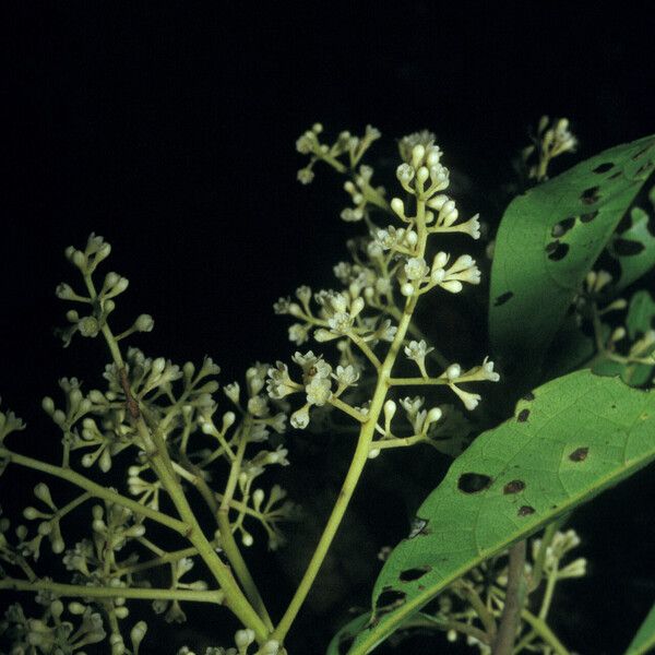 Ocotea cinerea Blodyn