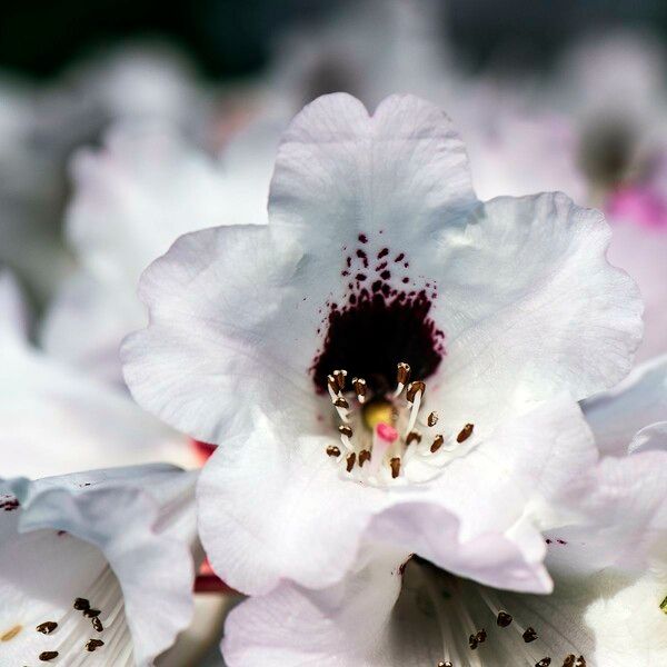 Rhododendron praevernum Blomst