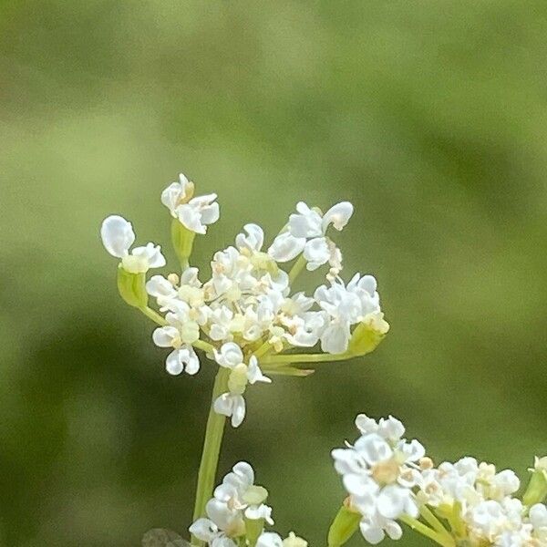 Bunium bulbocastanum Flor