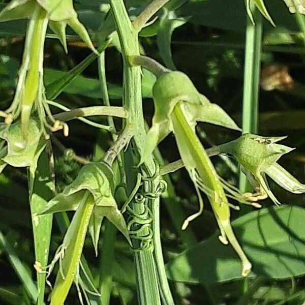 Lathyrus odoratus Ovoce