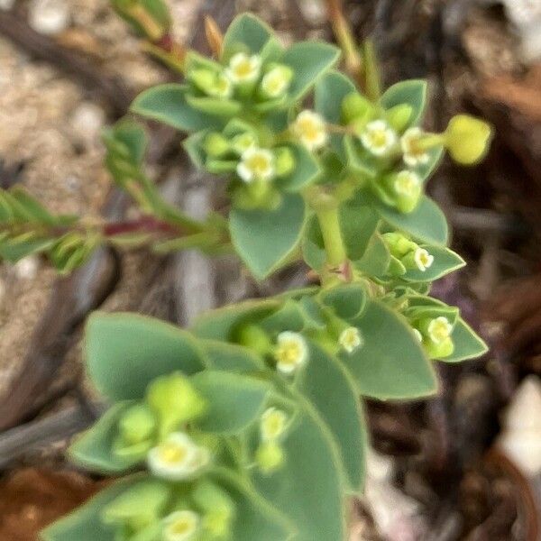 Euphorbia mesembryanthemifolia Цветок