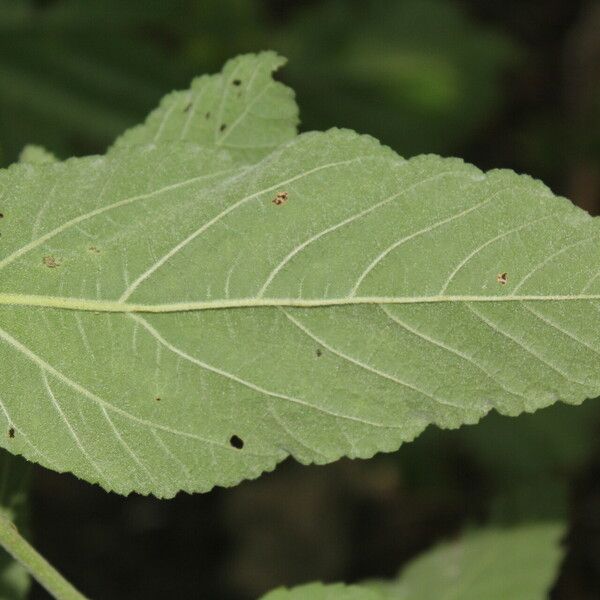 Waltheria glomerata List