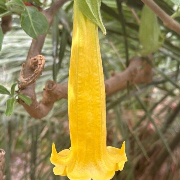 Brugmansia sanguinea 花