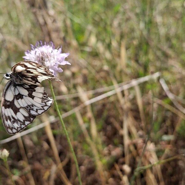 Cephalaria transsylvanica Blodyn