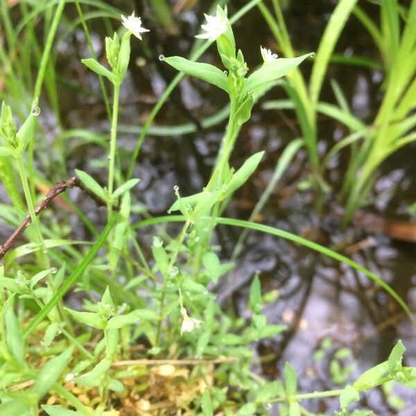 Stellaria alsine Habit