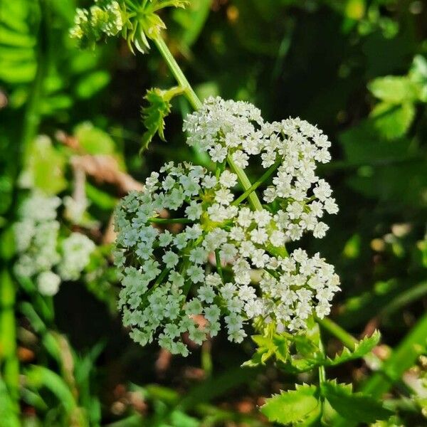 Berula erecta Blomma