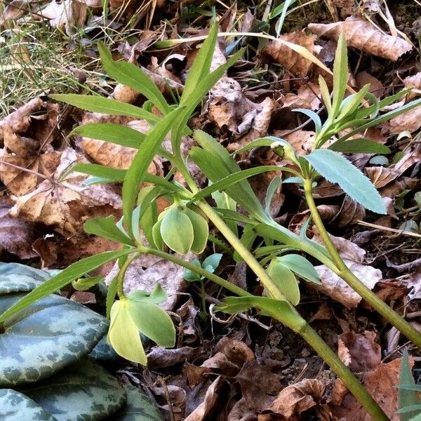 Helleborus viridis Fruit