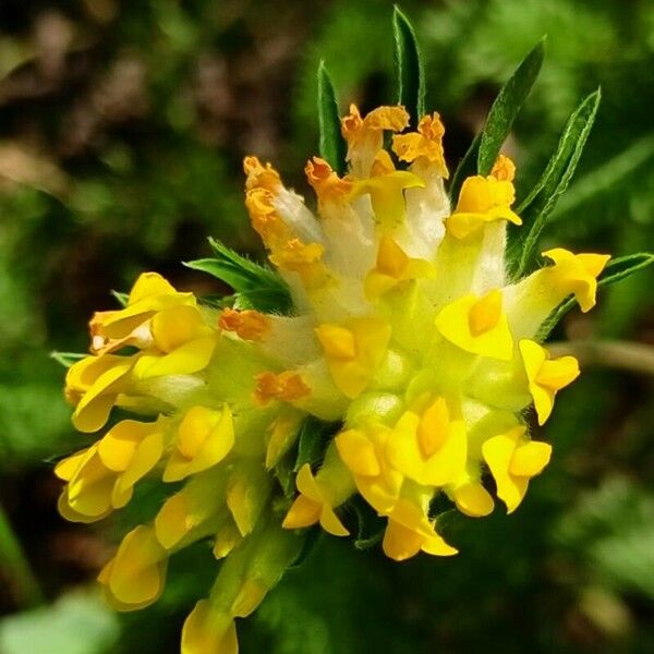 Anthyllis vulneraria Flower