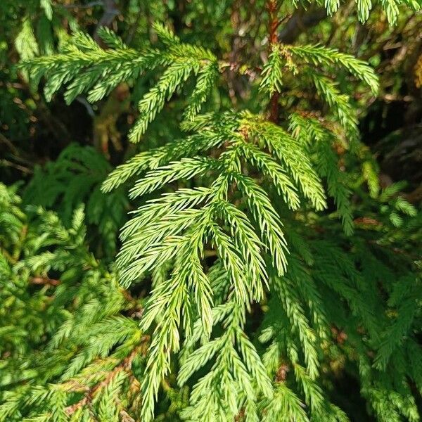 Cryptomeria japonica Folla