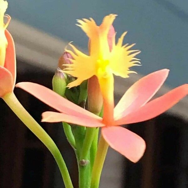 Epidendrum ibaguense 花