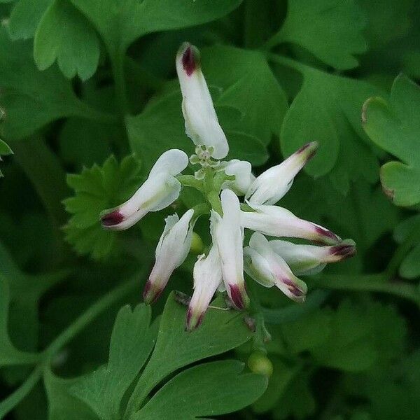 Fumaria bastardii Floro