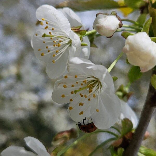 Prunus cerasus Flower