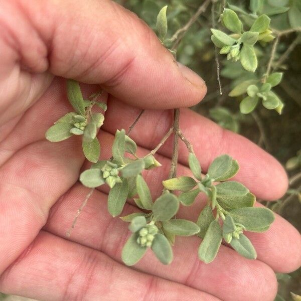 Helianthemum stipulatum Leaf