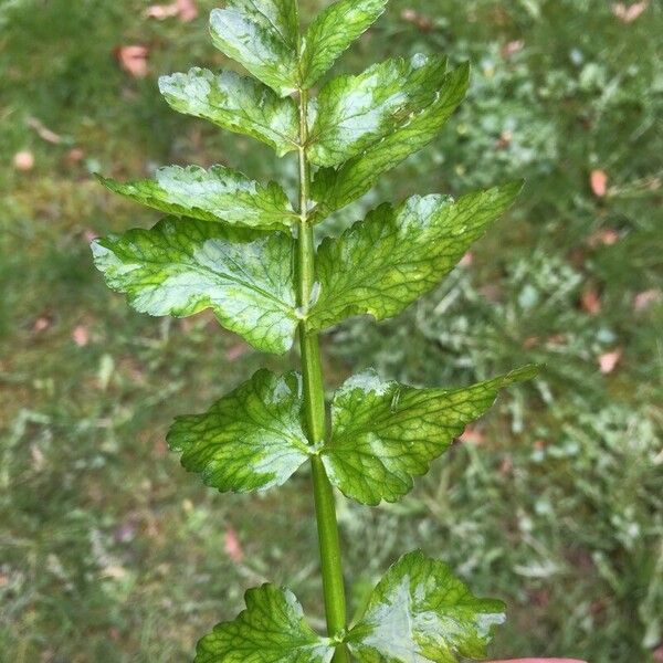 Helosciadium nodiflorum Blad