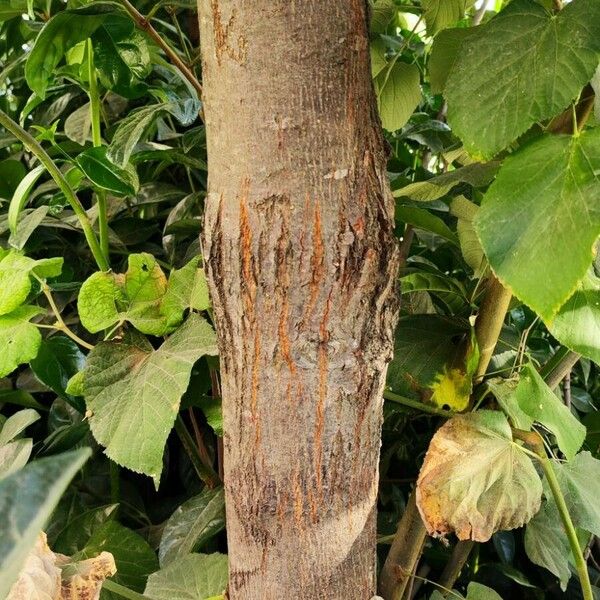 Viburnum odoratissimum Bark