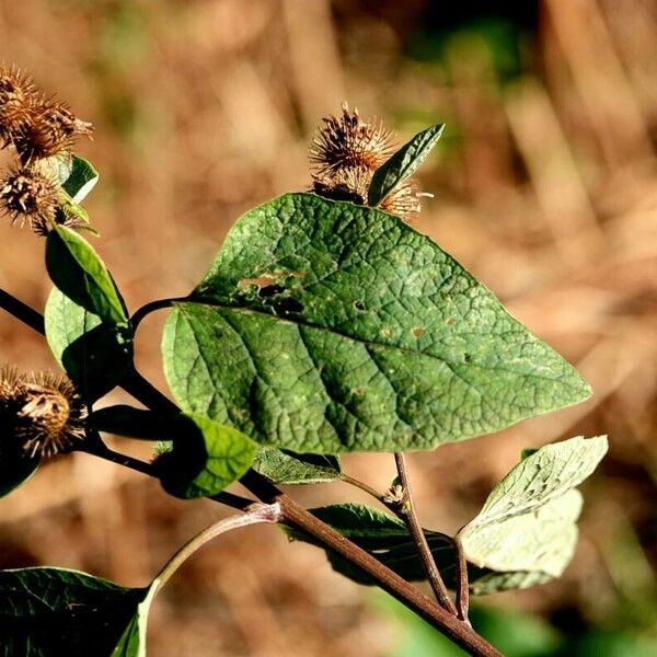 Arctium nemorosum 葉