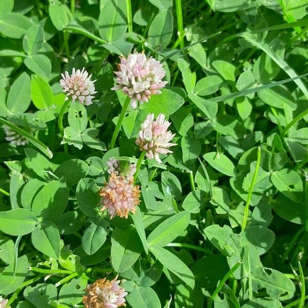 Trifolium fragiferum موطن