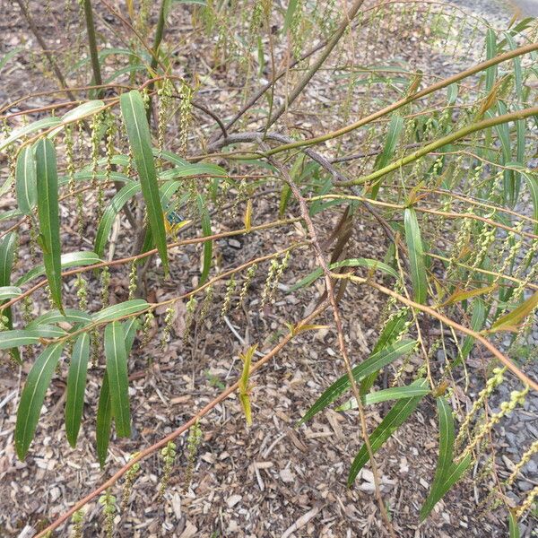 Stachyurus salicifolius