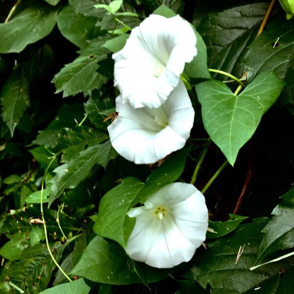 Convolvulus silvaticus Прочее