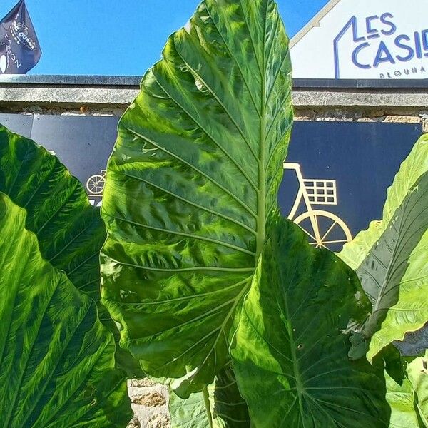 Colocasia esculenta Lapas