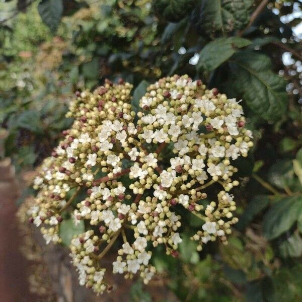 Viburnum betulifolium 花