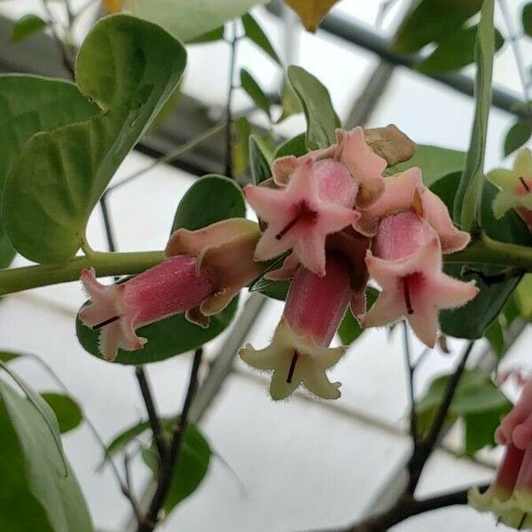 Averrhoa carambola Flower