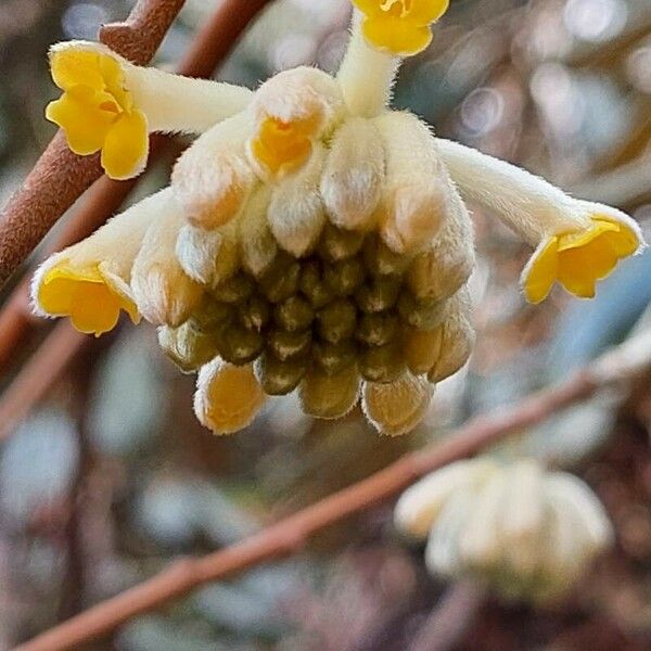 Edgeworthia chrysantha Kvet