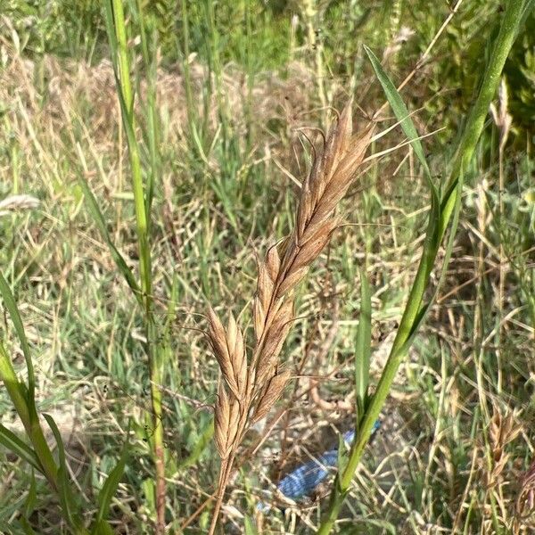 Bromus lanceolatus Žiedas