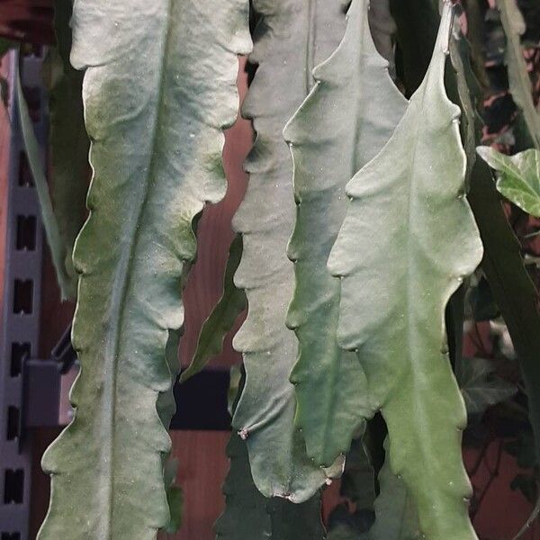 Epiphyllum phyllanthus Lehti