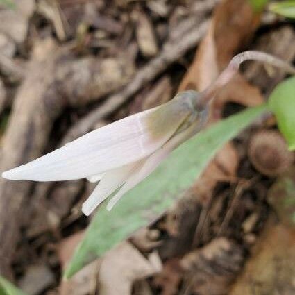 Erythronium albidum Flor