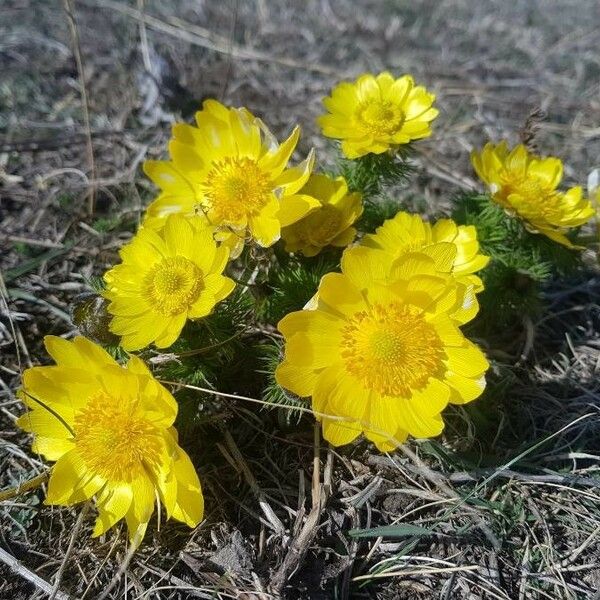 Adonis vernalis Flor