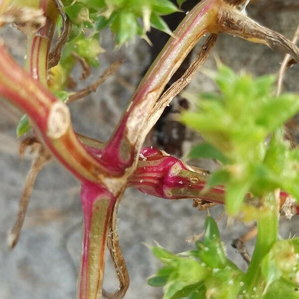 Salsola tragus 樹皮