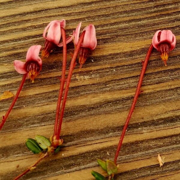 Vaccinium oxycoccos Floare