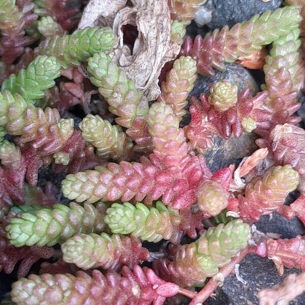 Sedum acre Folla